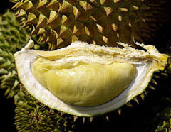 Durian fruit