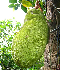 jackfruit tree