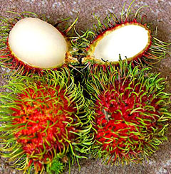 Eating Rambutan