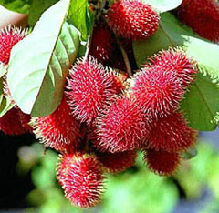 Rambutan